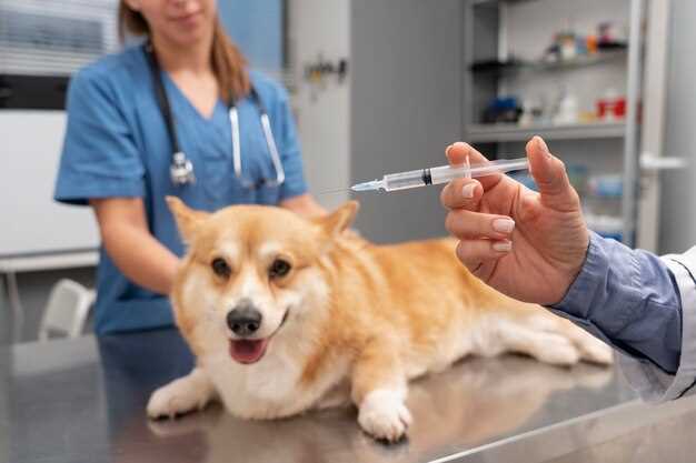 Choosing the appropriate amoxicillin dosage for an 80 lb canine