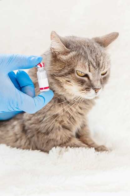 Addressing Common Concerns and Side Effects of Amoxicillin Trihydrate in Felines