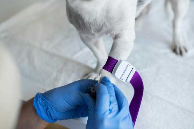 Exploring the Potential Side Effects of Canine Antibiotics on an Empty Stomach