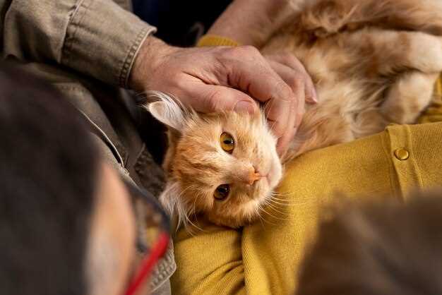 Understanding the importance of Amoxicillin in feline care