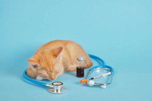 Why your pet's well-being is important and how amoxicillin can provide relief