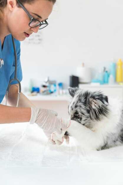 4. Seeking Professional Veterinary Care