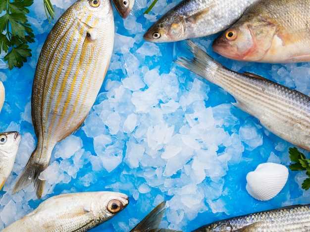 Understanding the Benefits of Amoxicillin for Fish