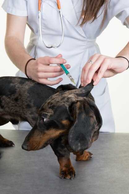 Amoxicillin for dog mange