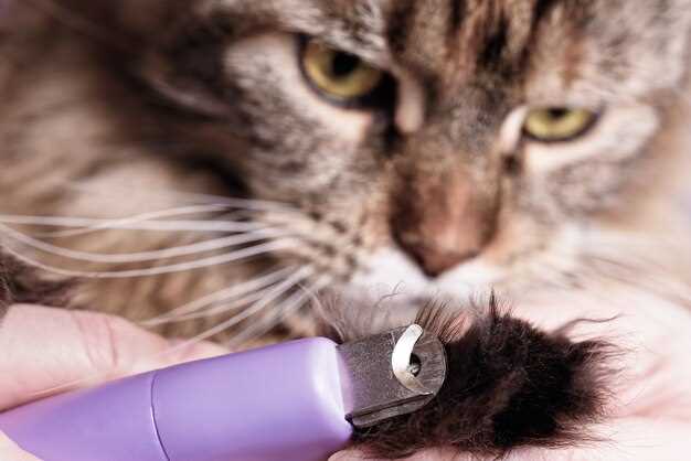 Amoxicillin oral suspension dosage for cats