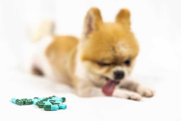 Amoxicillin tablets 100mg for dogs