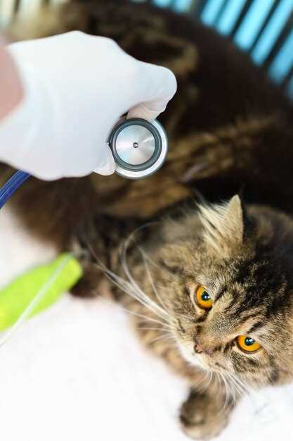 Dosage amoxicillin cats