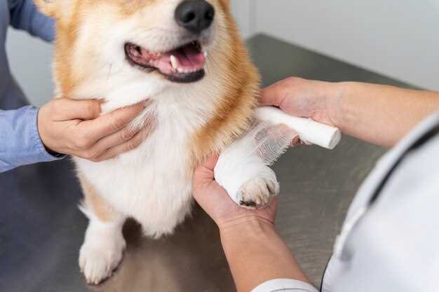 How much amoxicillin for dog uti